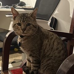 Bodoque, el gato